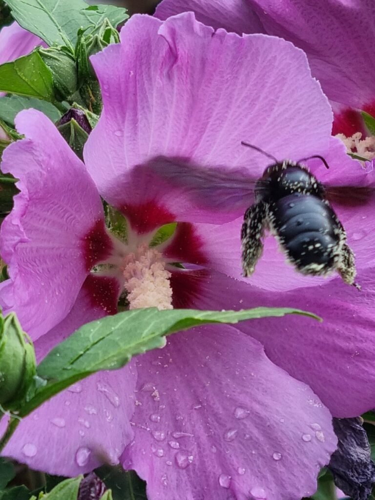 L'air, élément représenté par une pollinisatrice noire couverte de pollen en vol vers une fleur mauve